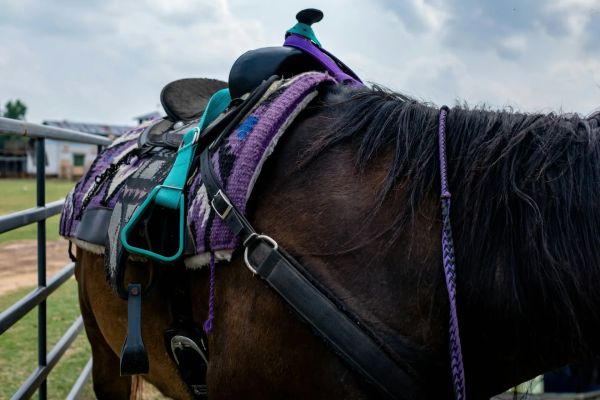 Découvrez les meilleurs accessoires selle cheval en toute sécurité